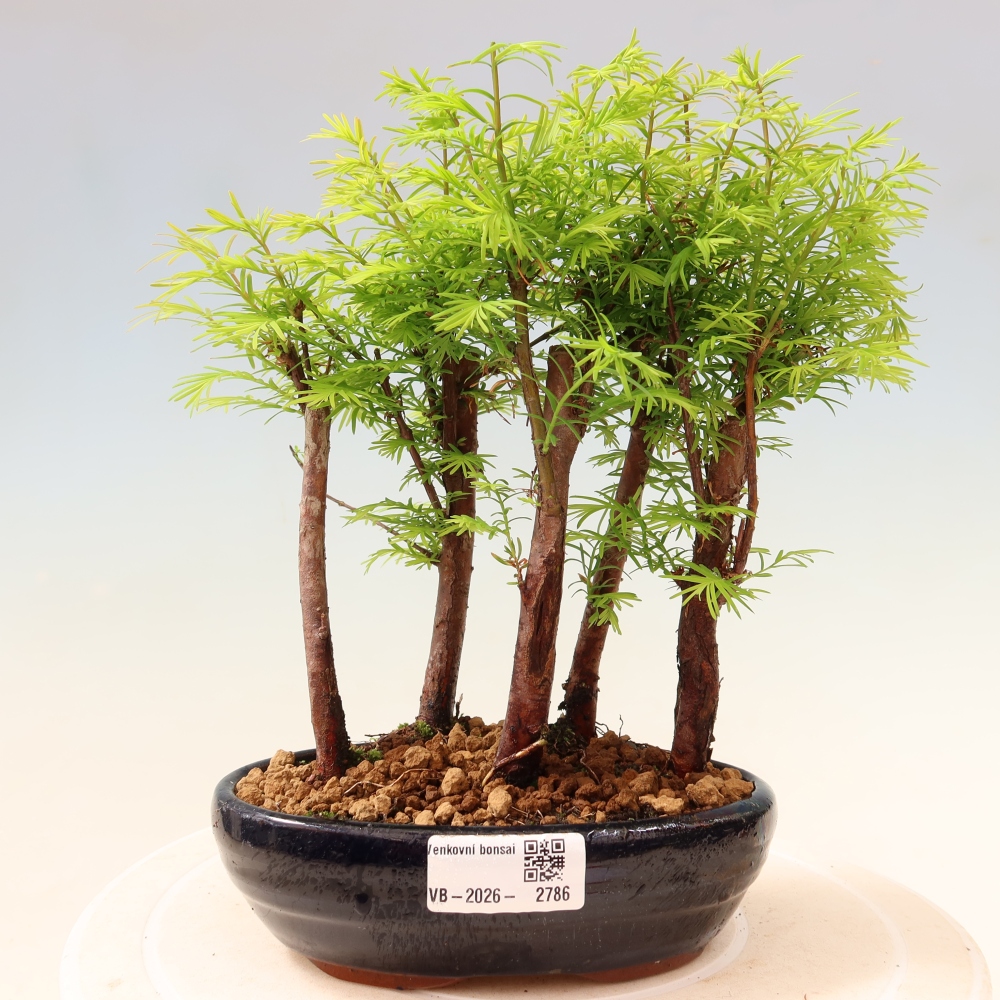 Bonsai ogrodowe – Metasequoia glyptostroboides – metasekwoja chińska – zagajnik