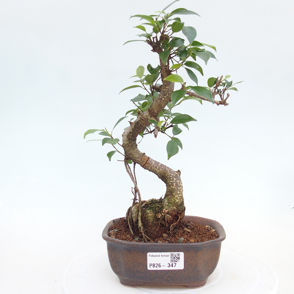 Pokój bonsai - Ficus retusa - figowiec drobnolistny