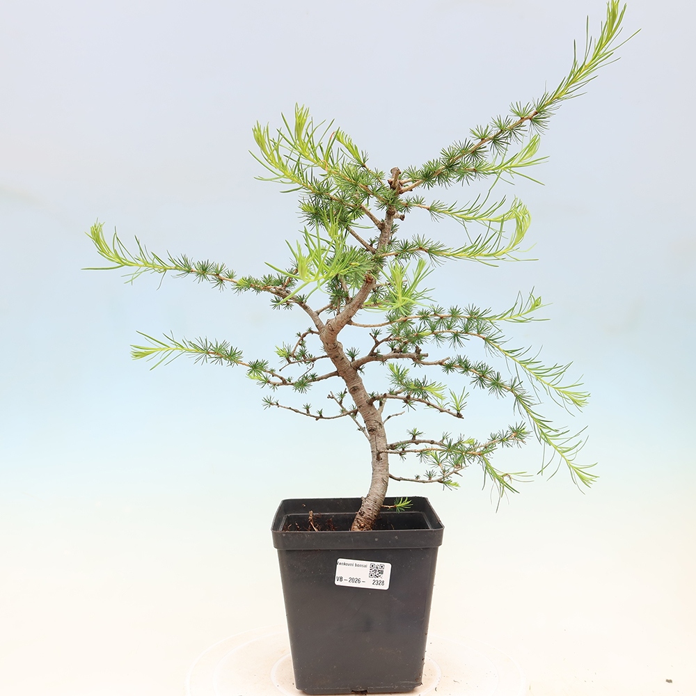Bonsai zewnętrzne - Larix decidua - Modrzew