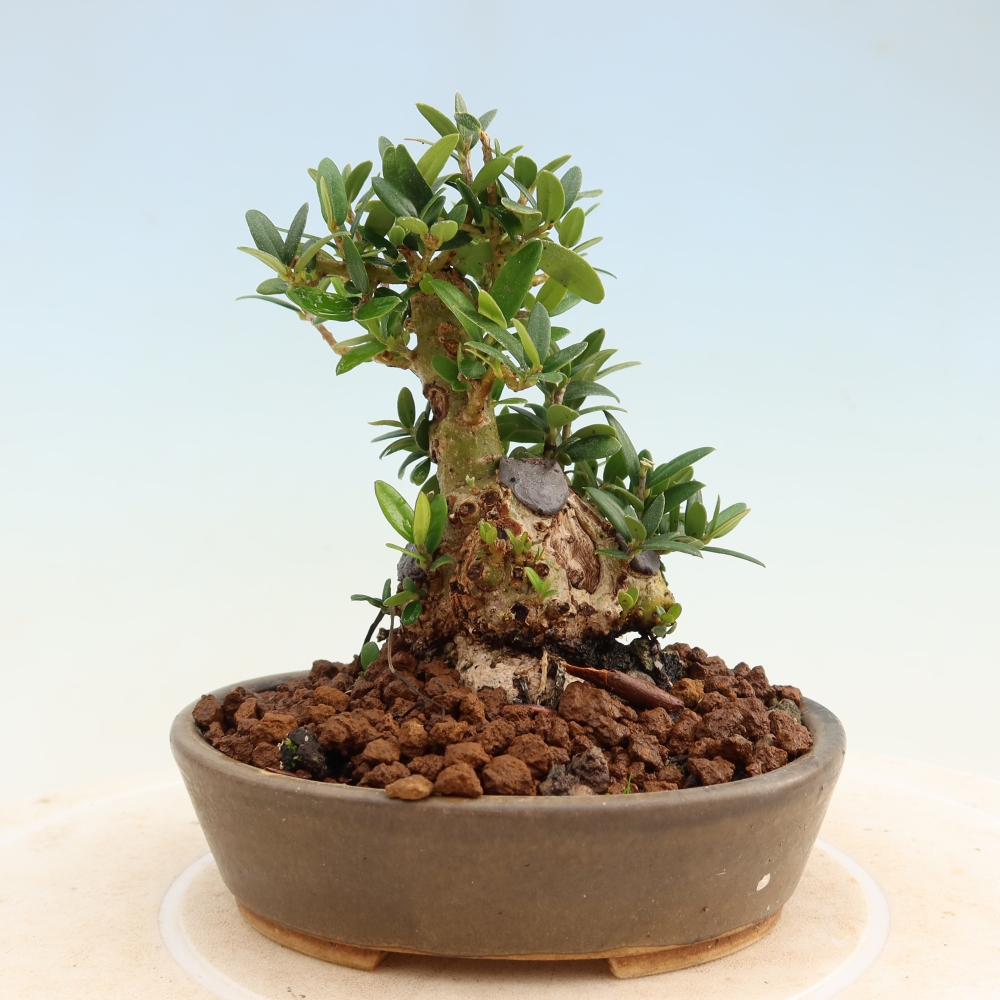 Bonsai do wnętrz - Olea europaea sylvestris