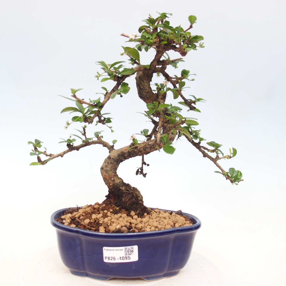 Bonsai pokojowe - Carmona macrophylla - Tea fuki