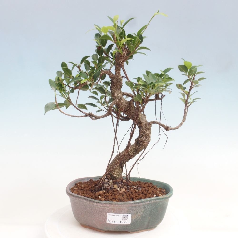 Kryty bonsai - Ficus retusa - figowiec drobnolistny
