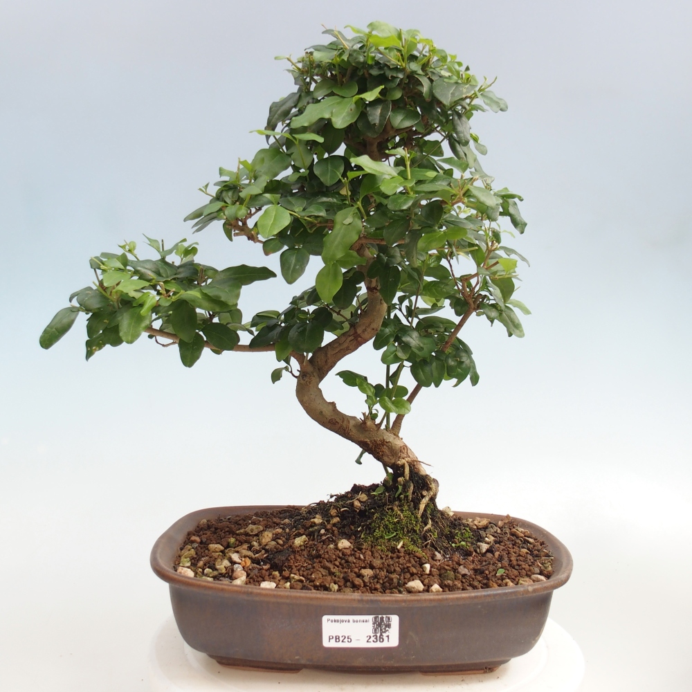 Pokój bonsai -Ligustrum chinensis - Ptasie oko
