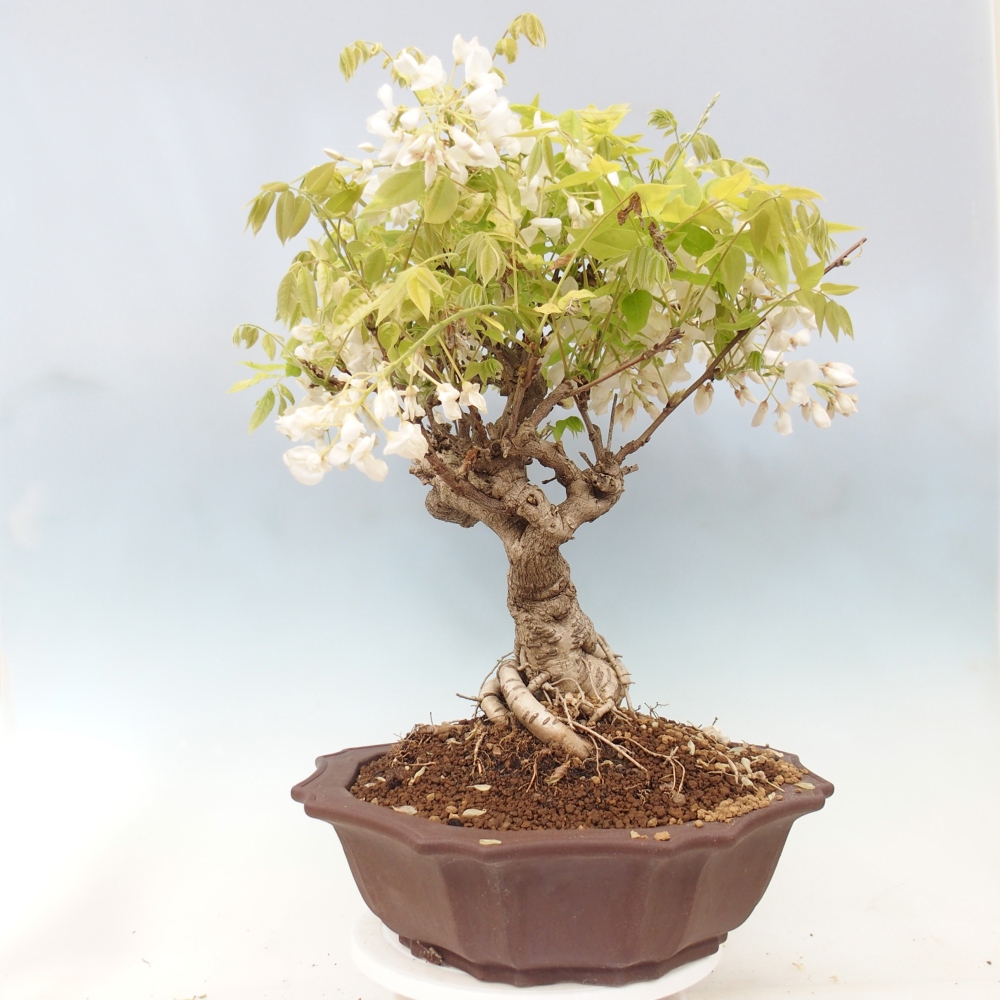 Bonsai zewnętrzne - Vistaria - Wisteria