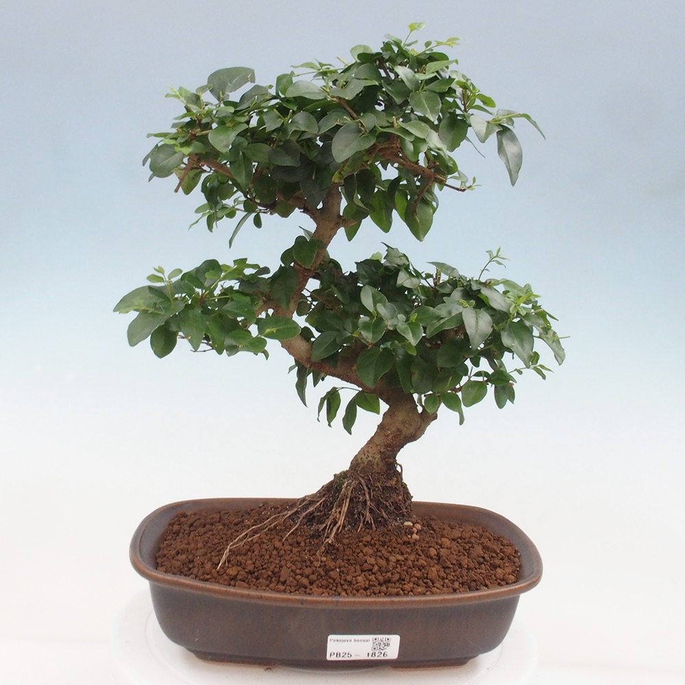 Pokój bonsai -Ligustrum chinensis - Ptasie oko