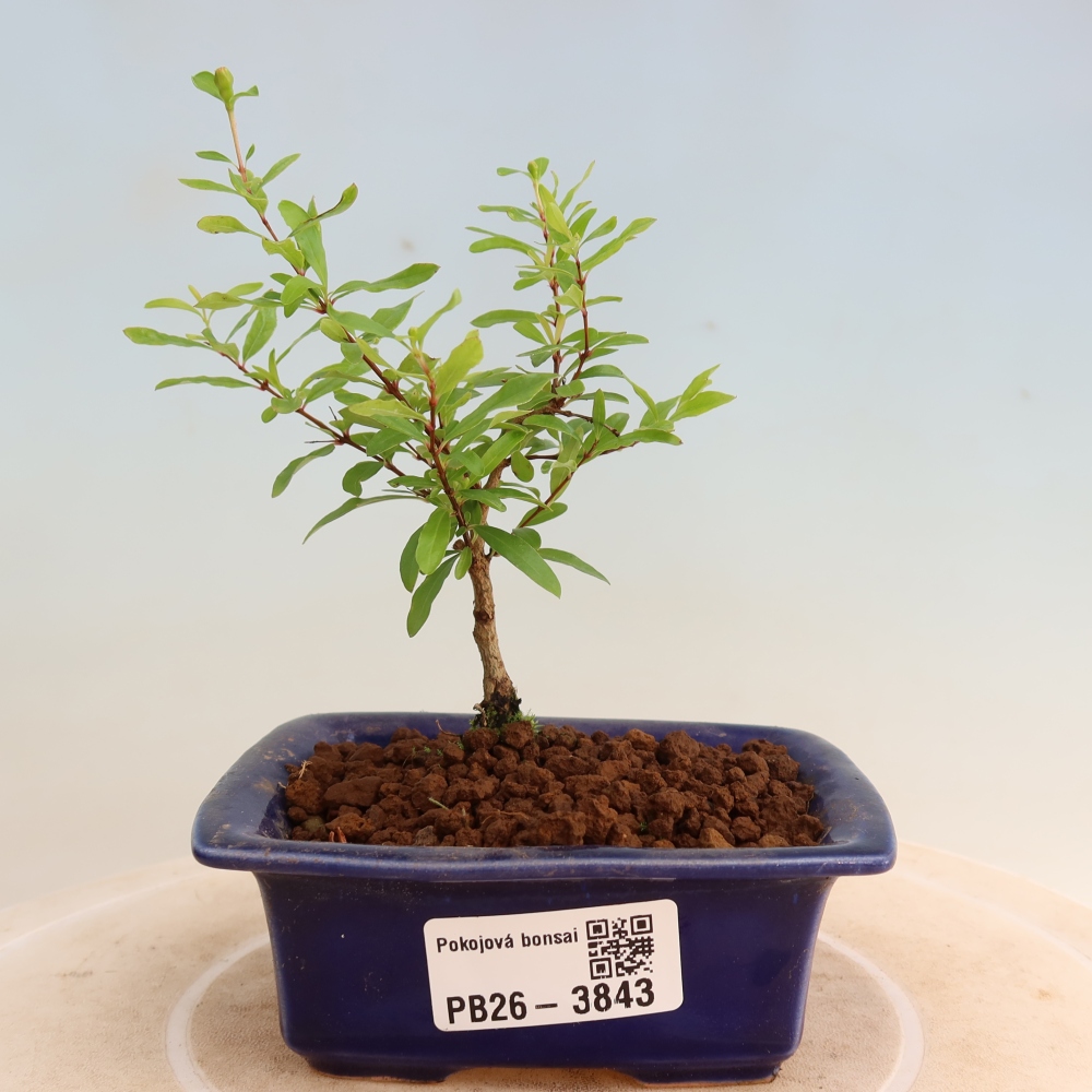 Pokój bonsai - PUNICA granatum nana - jabłko granatu