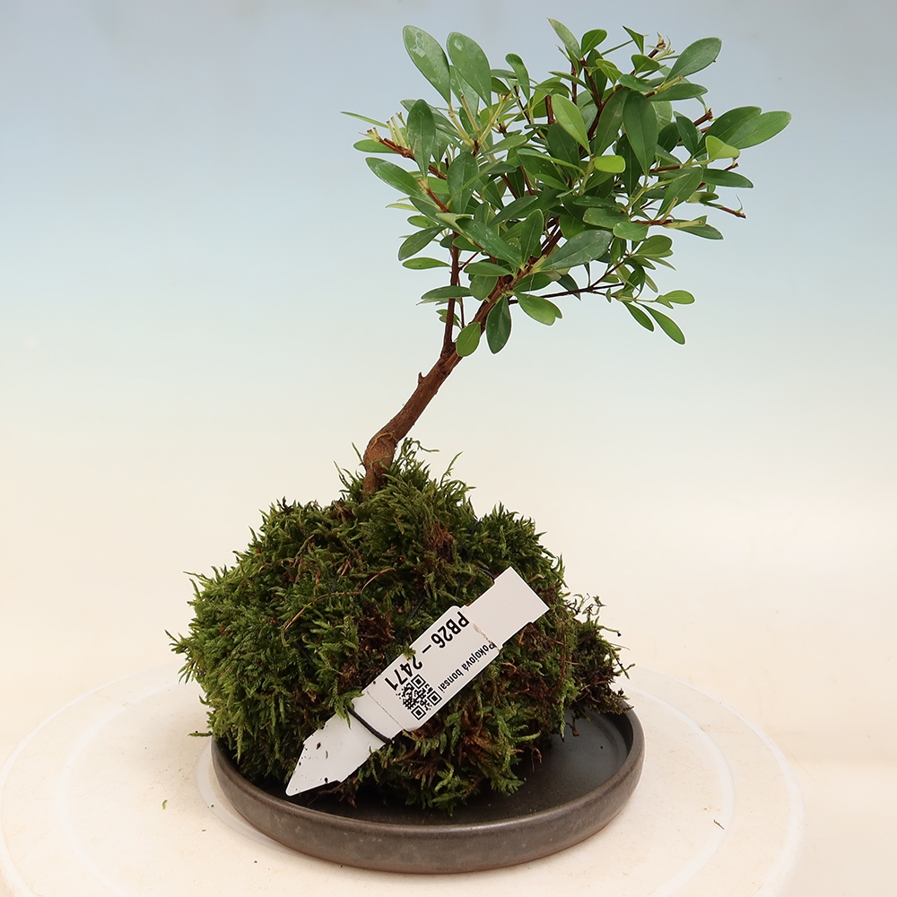 Kokedama z podstawką – Syzygium – drzewo pimentowe