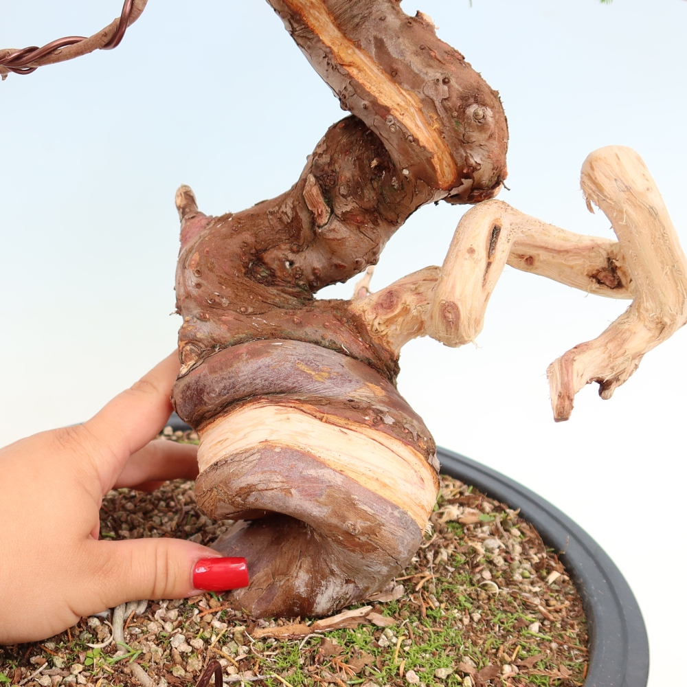 Bonsai ogrodowe – Juniperus chinensis Itoigawa – jałowiec chiński