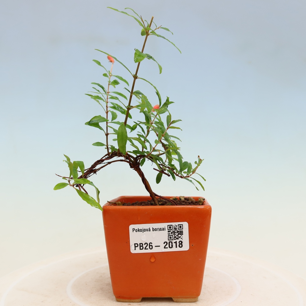Pokój bonsai - PUNICA granatum nana - jabłko granatu