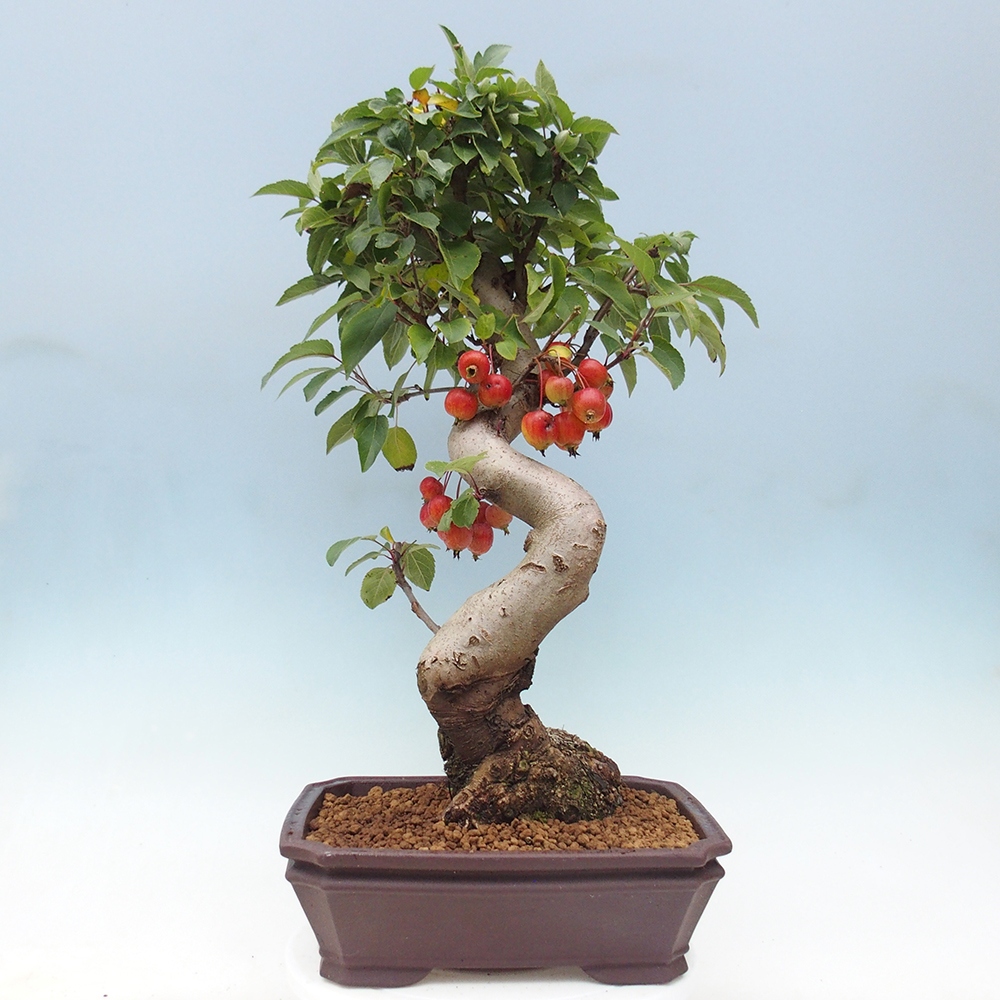 Bonsai plenerowe - Malus Halliana - Jabłoń drobnoowocowa