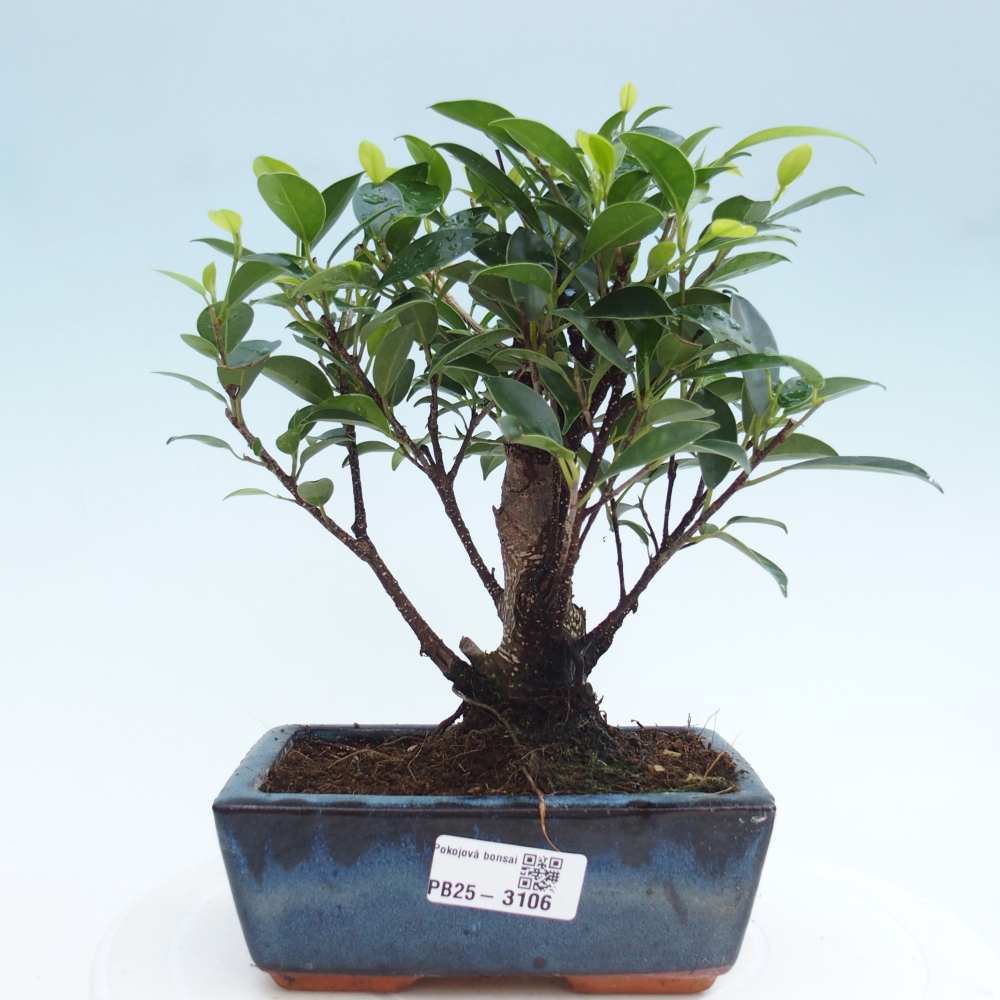 Bonsai wewnętrzne - Ficus retusa - figowiec drobnolistny