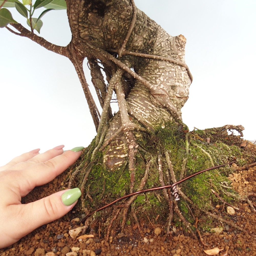 Bonsai pokojowe - Ficus kimmen - figowiec drobnolistny - WYŁĄCZNIE ODBIÓR OSOBISTY lub transport paletowy