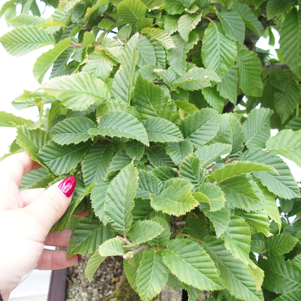 Bonsai zewnętrzne - Grab - Carpinus betulus