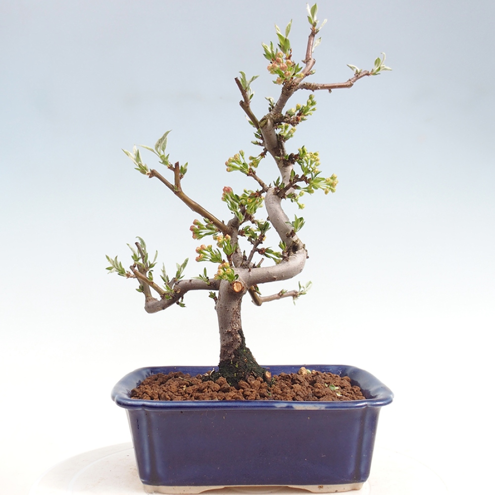 Outdoor bonsai - Malus sargentii - Jabłoń drobnoowocowa