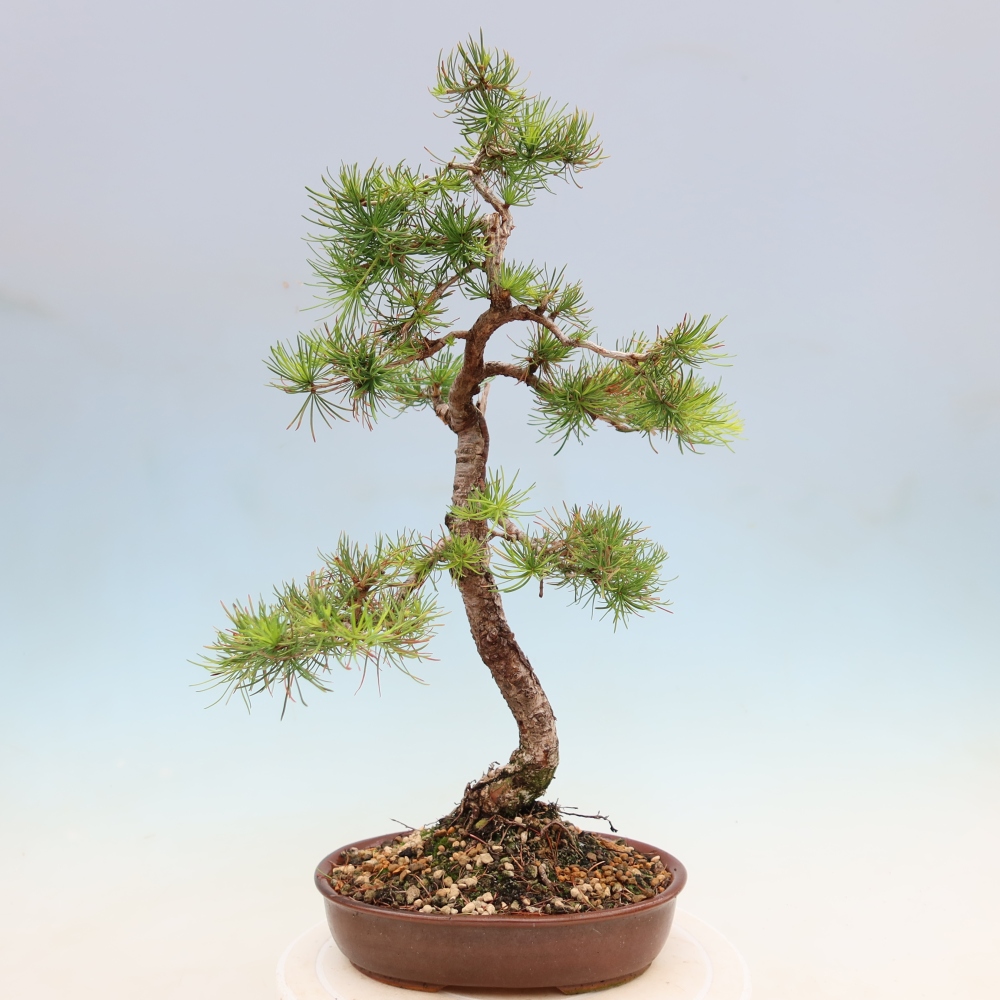 Bonsai zewnętrzne - Larix decidua - Modrzew
