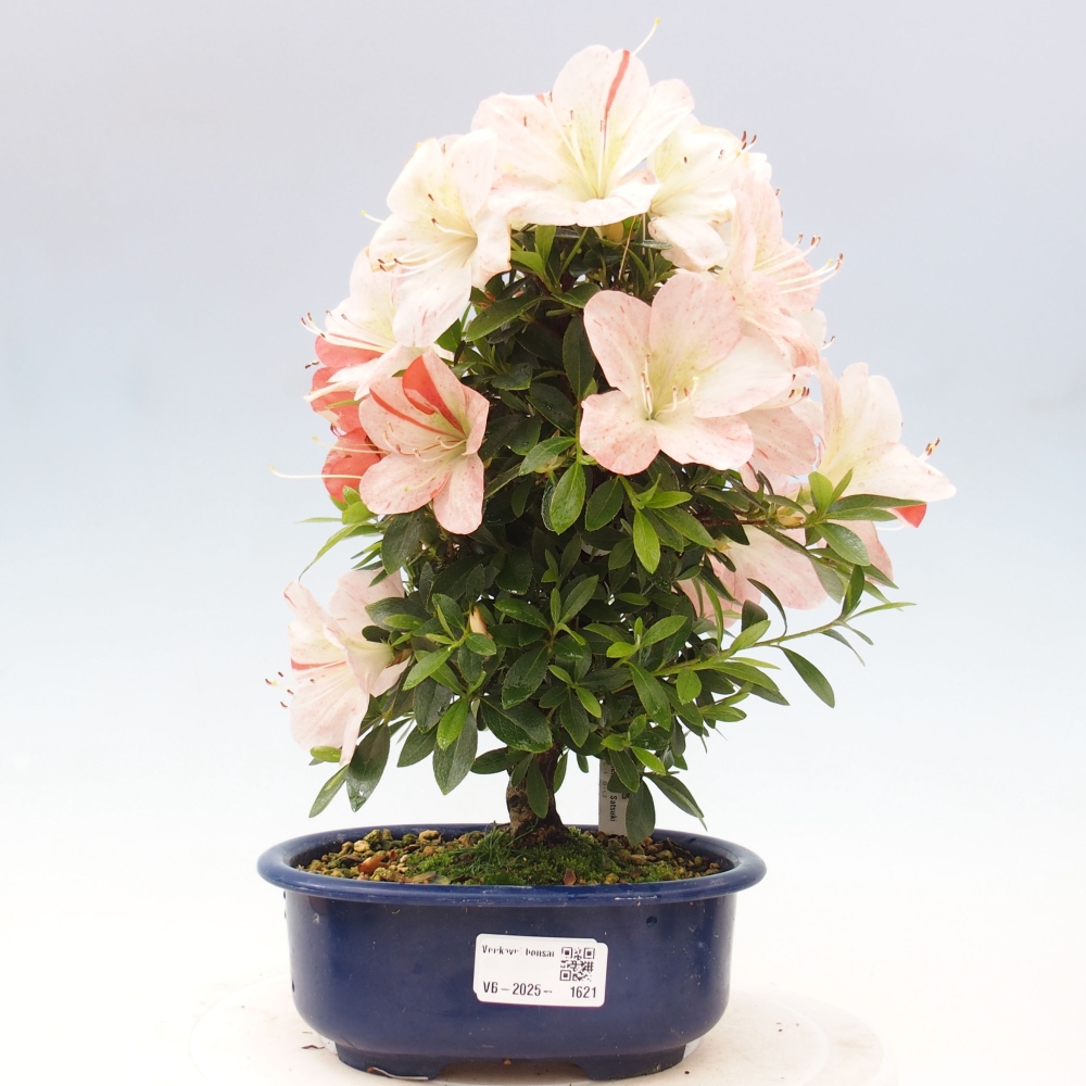 Bonsai ogrodowe - azalia japońska - Azalea Asazakura