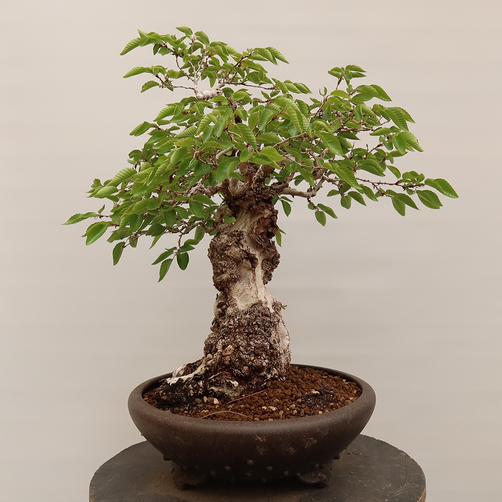 Bonsai plenerowe - Carpinus Coreana - grab koreański