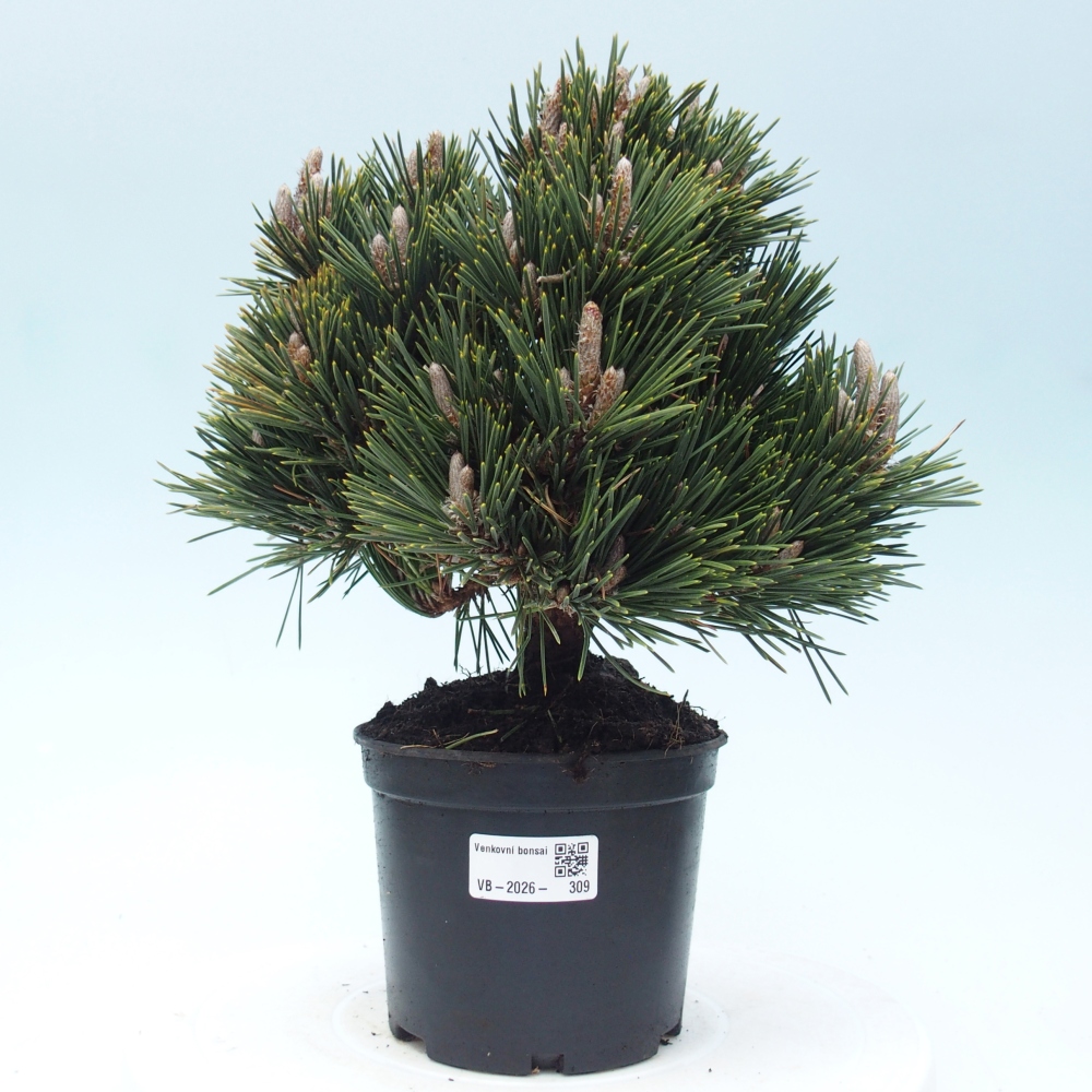 Outdoor bonsai - Pinus thunbergii senjyumaru - Sosna Thunberga