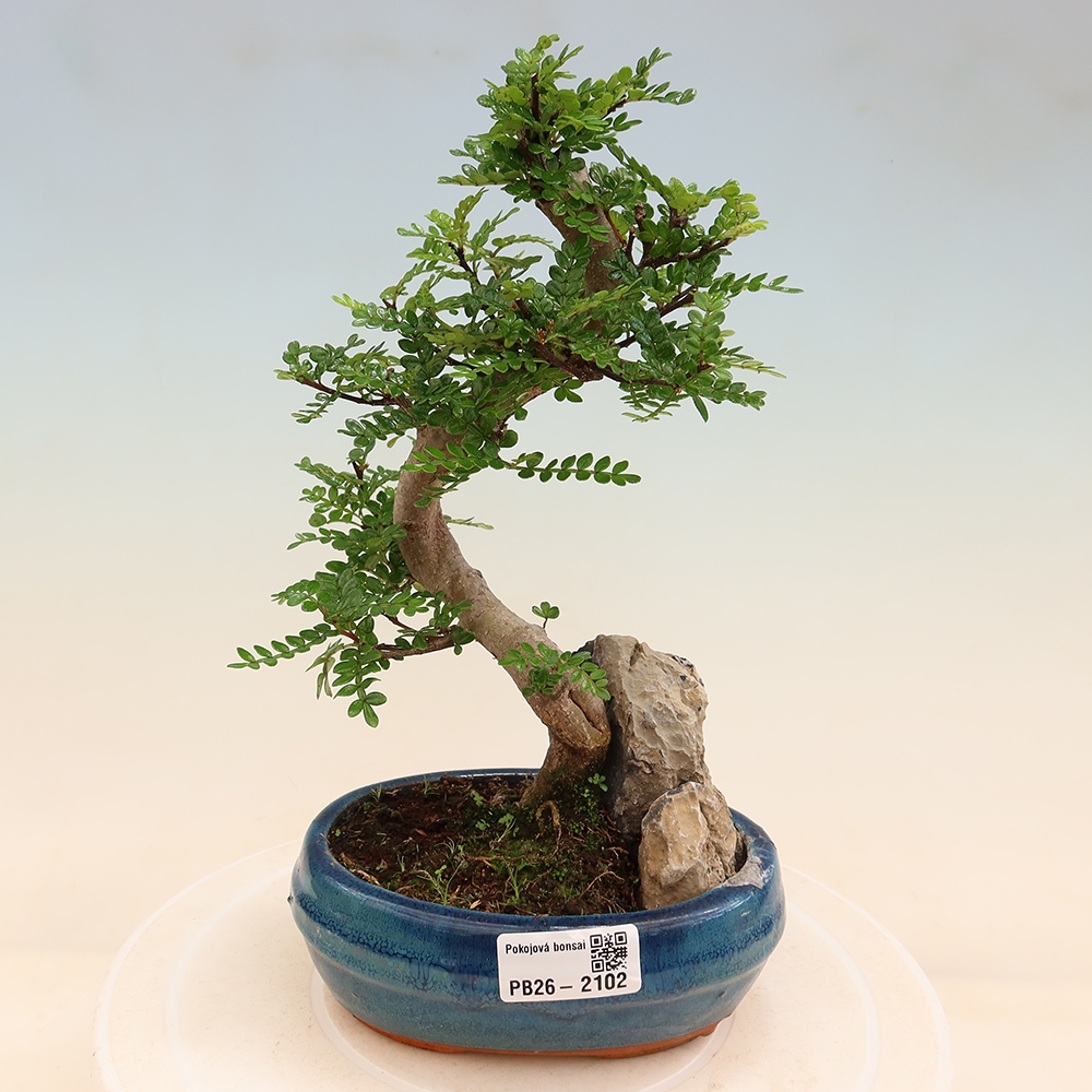 Pokój bonsai - Zantoxylum piperitum - drzewo pieprzowe