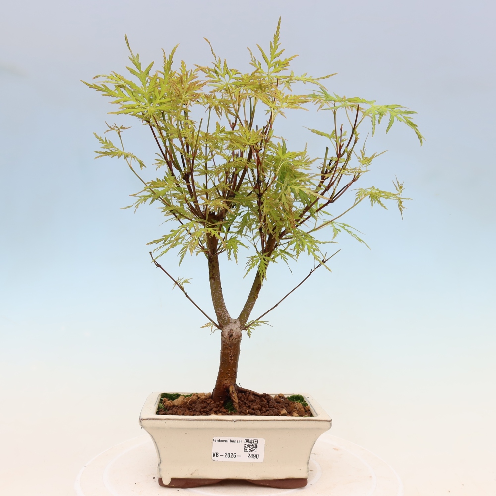 Bonsai ogrodowe – Acer palmatum Dissectum – klon palmowy 