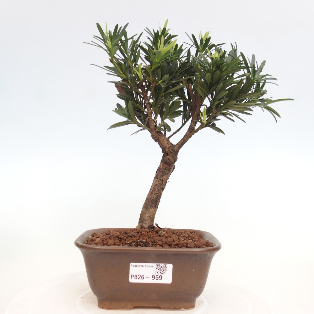 Pokój bonsai - Podocarpus - Kamienny cis