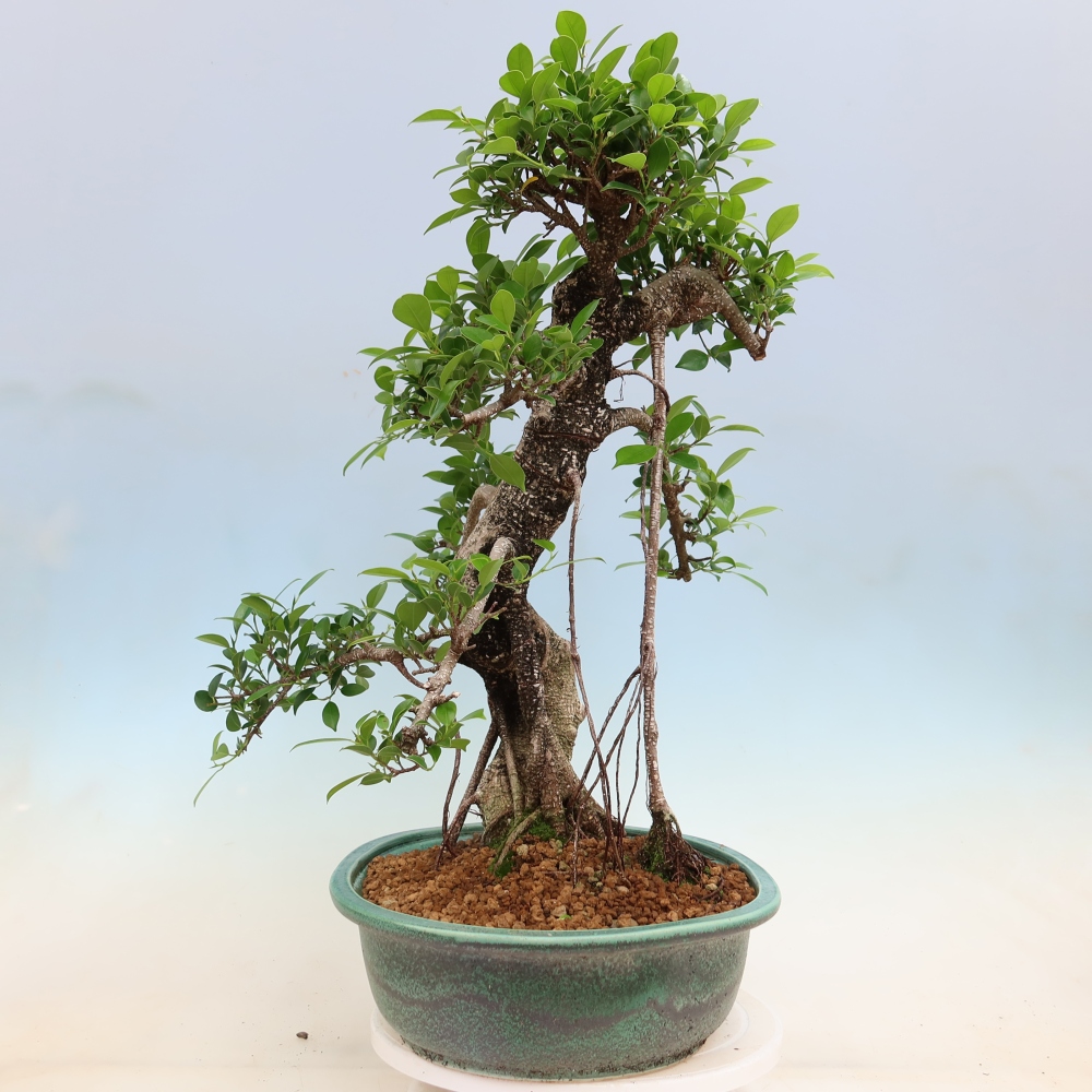 Pokój bonsai - Ficus kimmen - figowiec drobnolistny