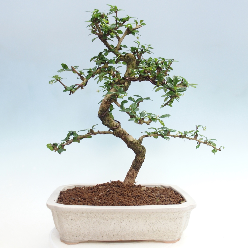 Bonsai pokojowe - Carmona macrophylla - Tea fuki