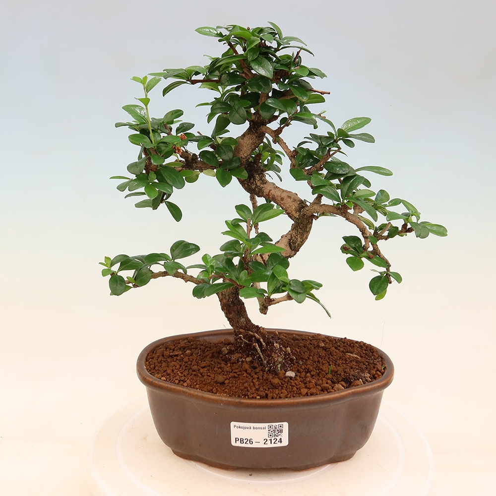 Bonsai pokojowe - Carmona macrophylla - Tea fuki