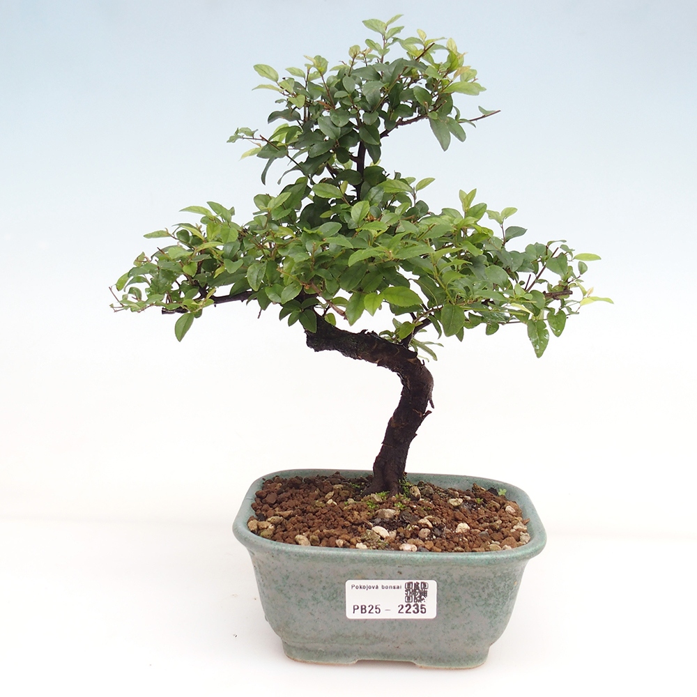Bonsai wewnętrzne - Sagerécie thea - Sagerécie thea