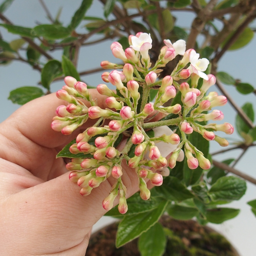 Outdoor bonsai-Kalina Bodnanská - Viburum carlesii hemsi - tylko odbiór osobisty lub transport paletowy