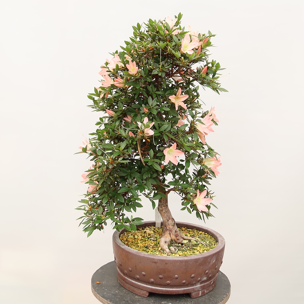 Bonsai zewnętrzne - Azalia japońska - Azalia CHIHIRO