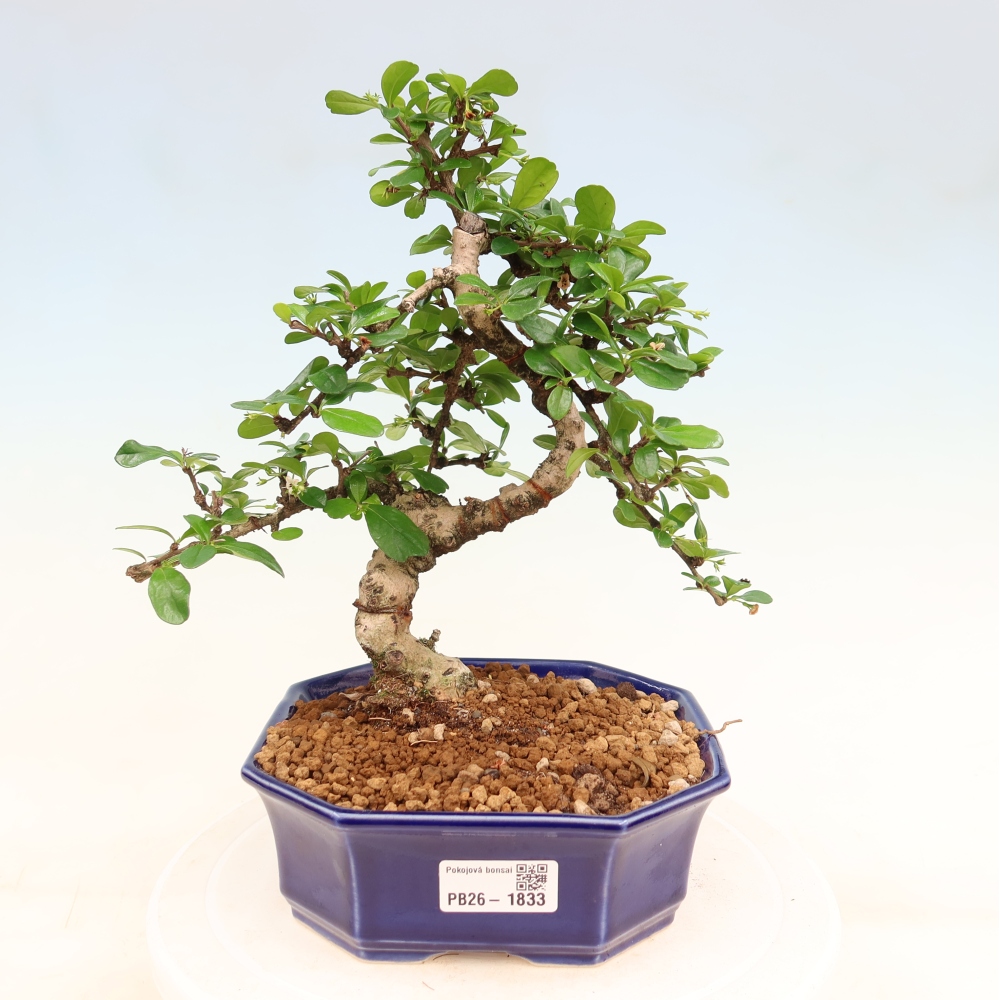 Bonsai pokojowe - Carmona macrophylla - Tea fuki