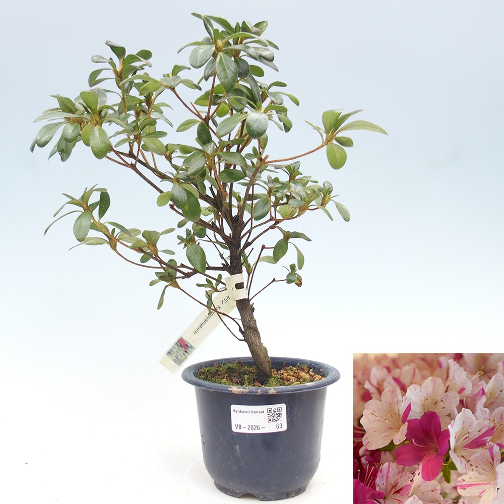 Bonsai zewnętrzne - Azalia japońska - Azalia Kaminoyamakirin