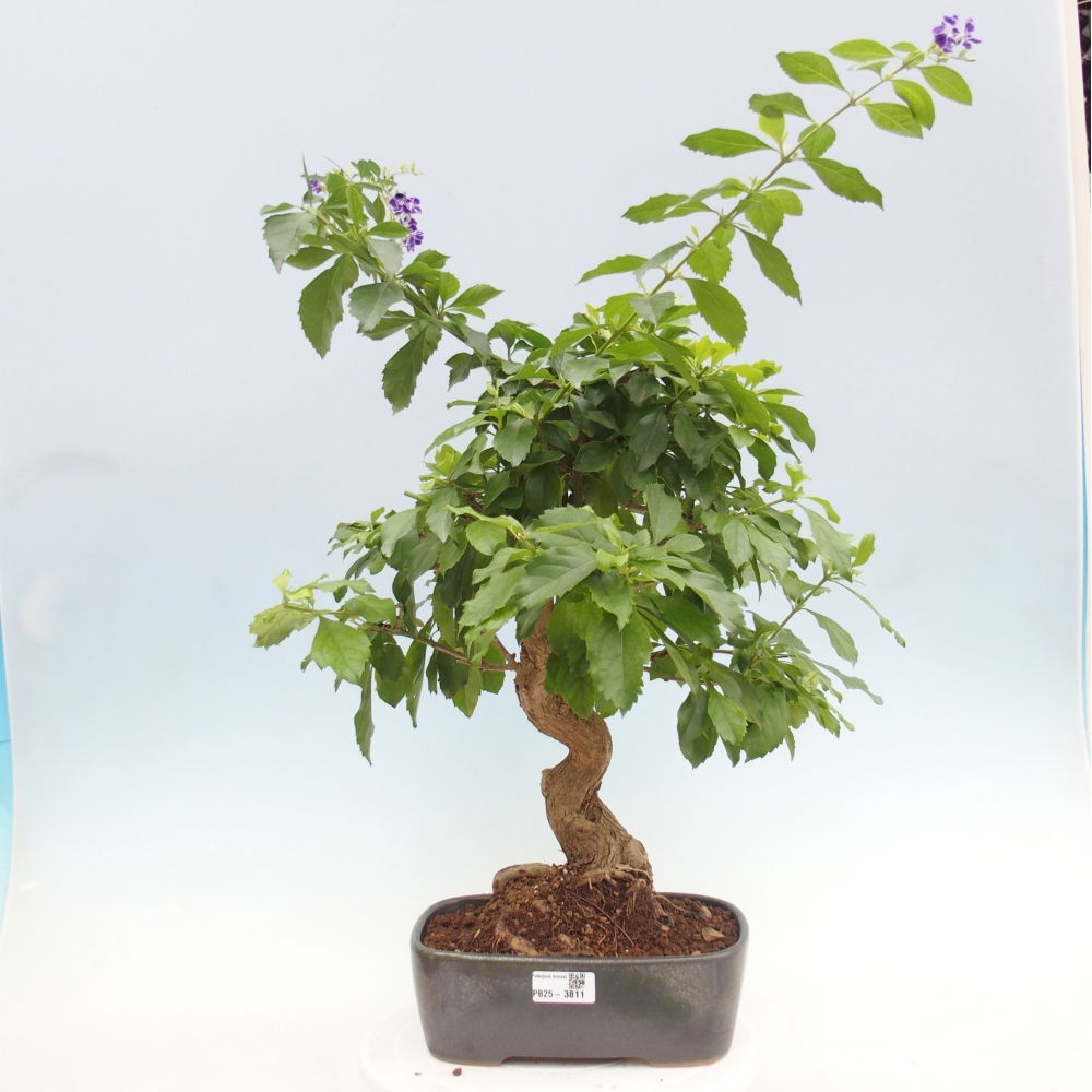 Bonsai pokojowe - Duranta repens -Duranta