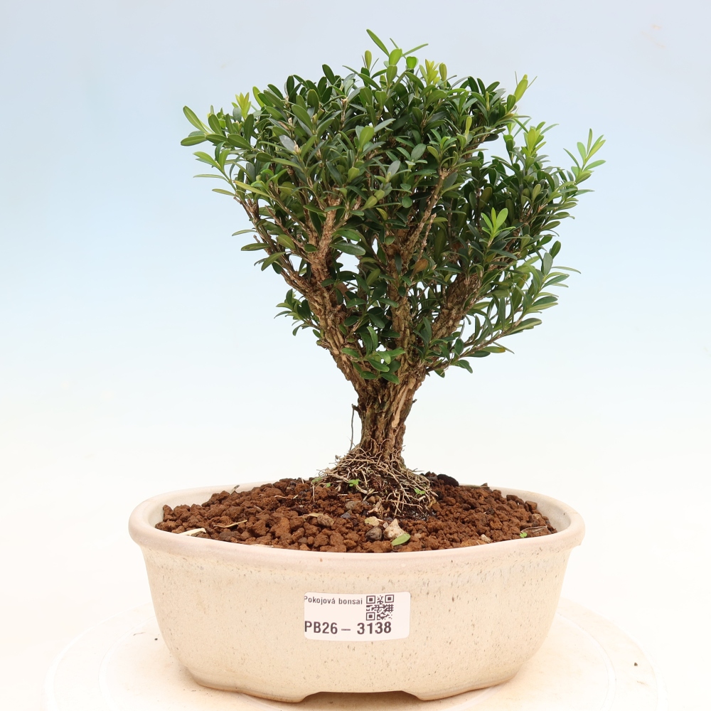 Pokój bonsai - Buxus harlandii - buxus korkowy