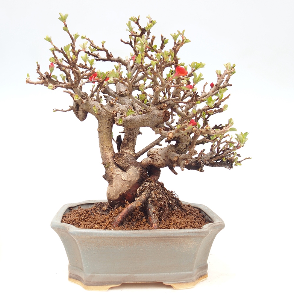 Bonsai zewnętrzne - Chaneomeles speciosa - Pigwa