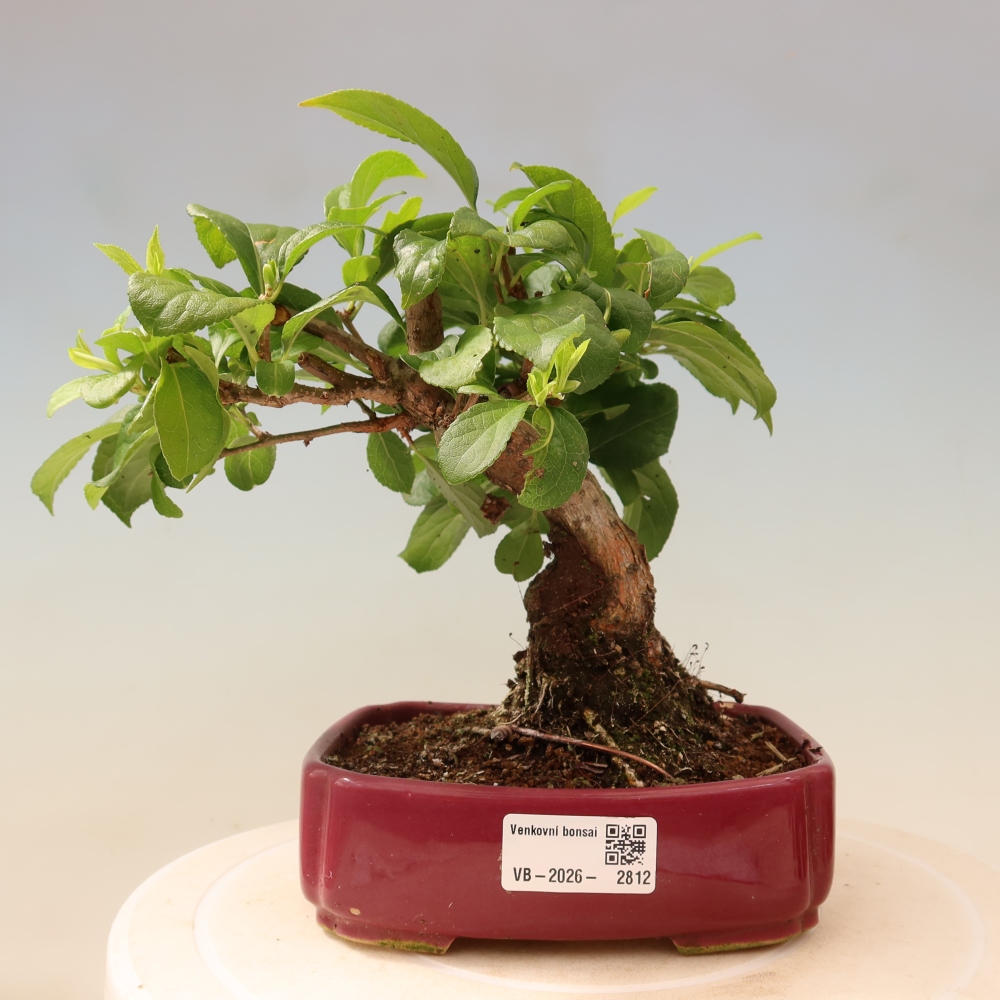 Bonsai zewnętrzne - Celastrus orbiculatus