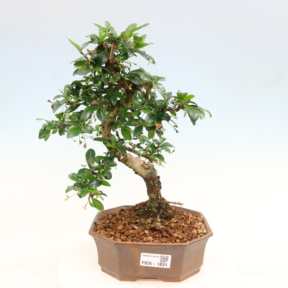 Bonsai pokojowe - Carmona macrophylla - Tea fuki