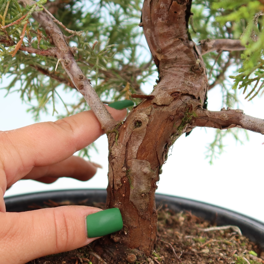 Bonsai ogrodowe – Juniperus chinensis Itoigawa – jałowiec chiński