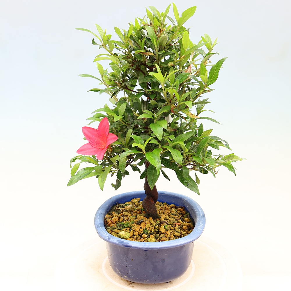 Bonsai zewnętrzne - Azalia japońska - Azalia CHIHIRO
