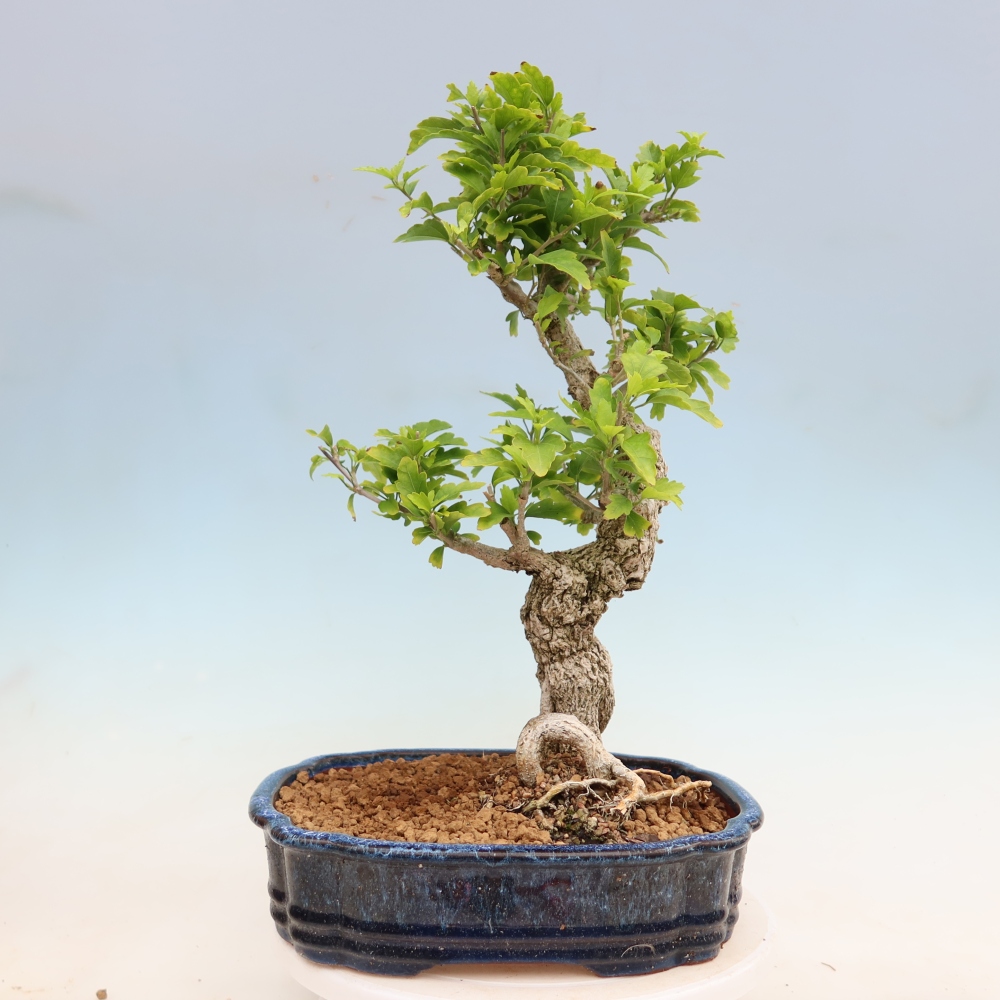 Bonsai ogrodowe – Hibiscus syriacus – hibiskus syryjski