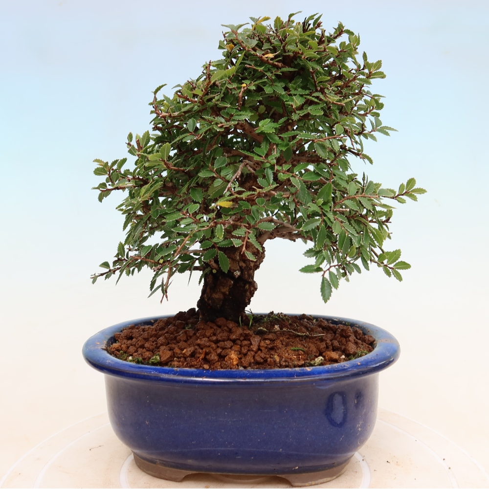 Bonsai zewnętrzne - Zelkova - Zelkova NIRE