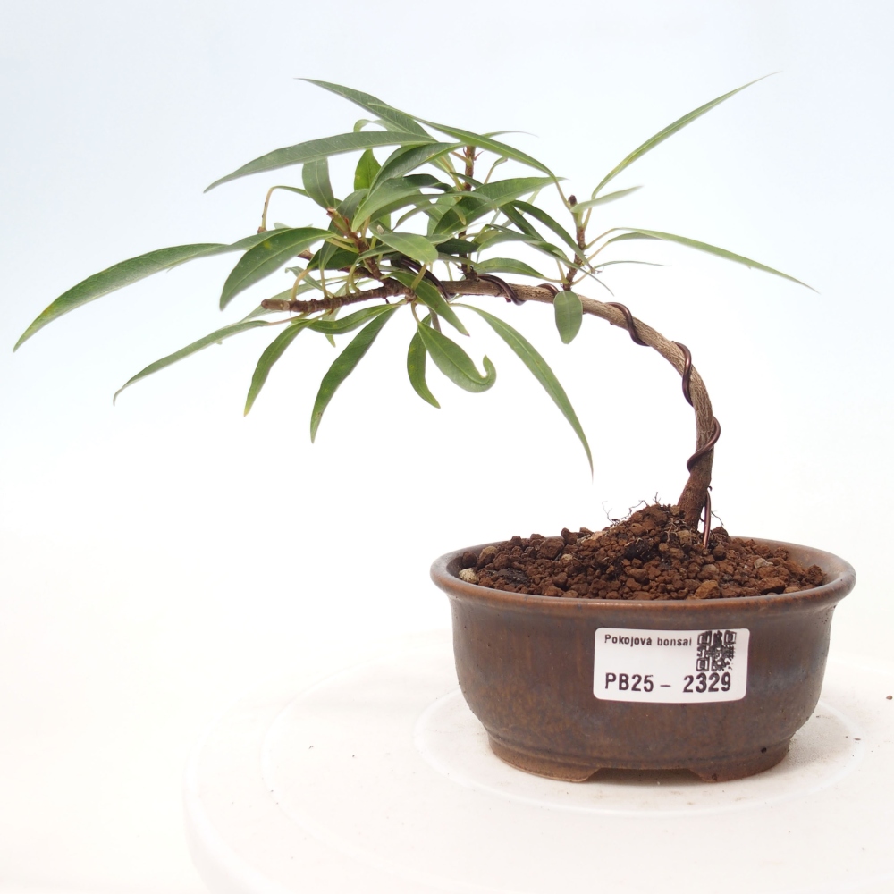 Bonsai wewnętrzne - Ficus nerifolia - figowiec drobnolistny