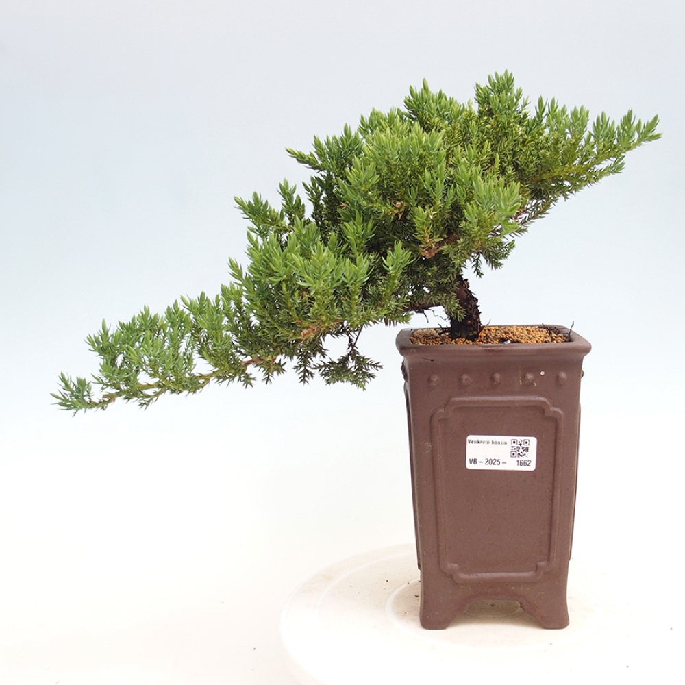 Plenerowe bonsai - Juniperus procumbens - Prostrate Juniper
