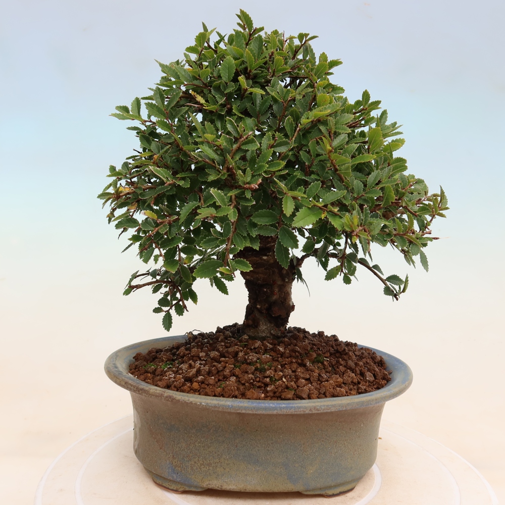 Bonsai zewnętrzne - Zelkova - Zelkova NIRE