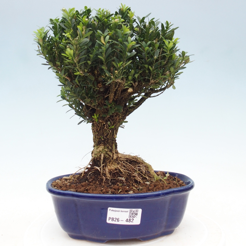 Pokój bonsai - Buxus harlandii - buxus korkowy