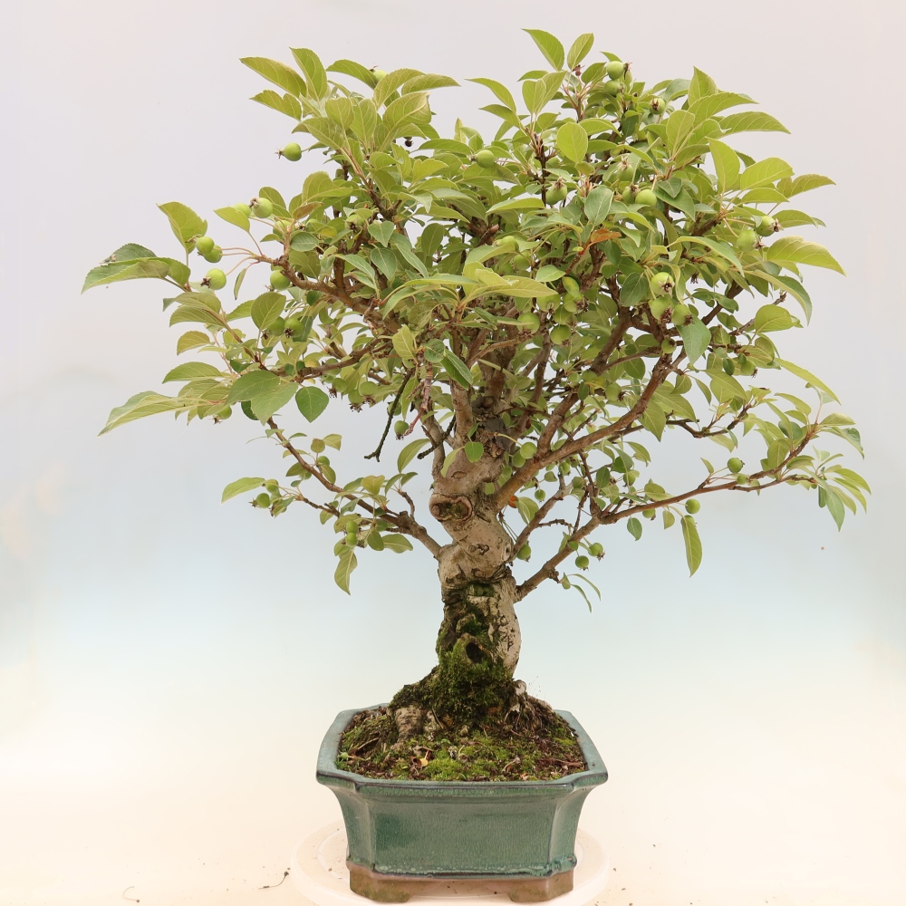 Outdoor bonsai - Malus halliana - Jabłoń drobnoowocowa