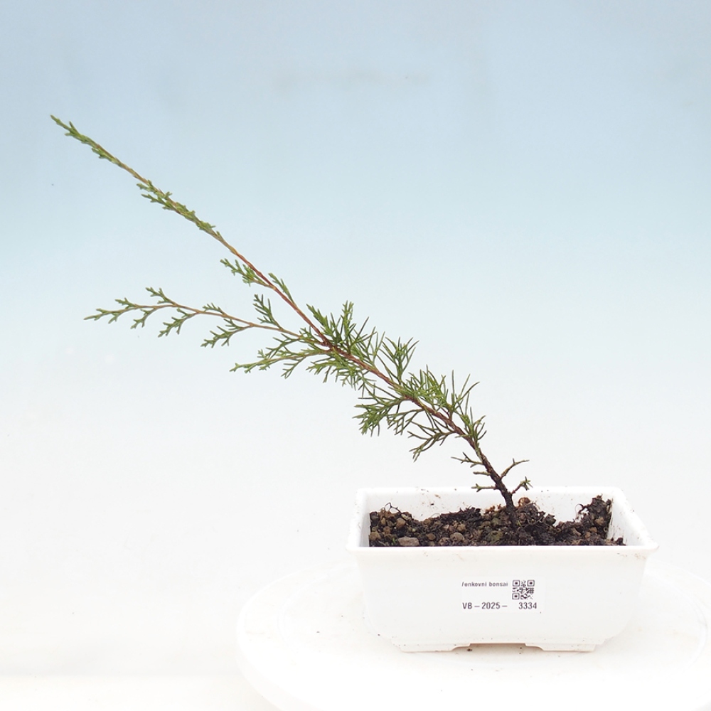 Outdoor bonsai - Juniperus chinensis Itoigawa - Jałowiec chiński