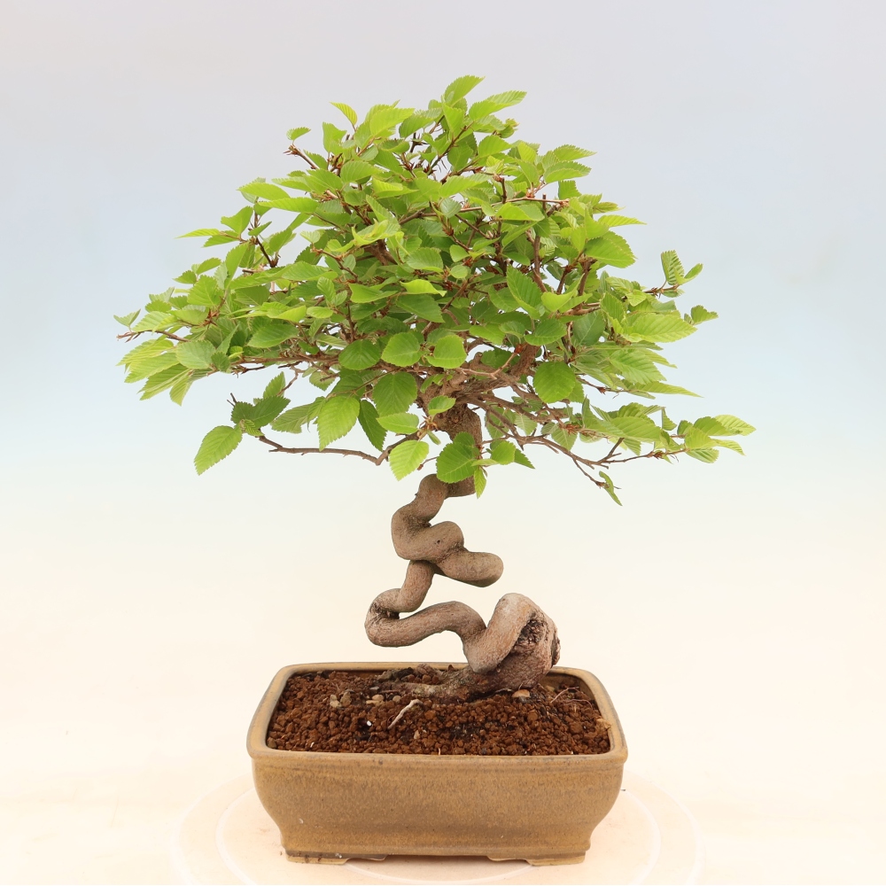 Outdoor bonsai - Carpinus coreana - grab koreański