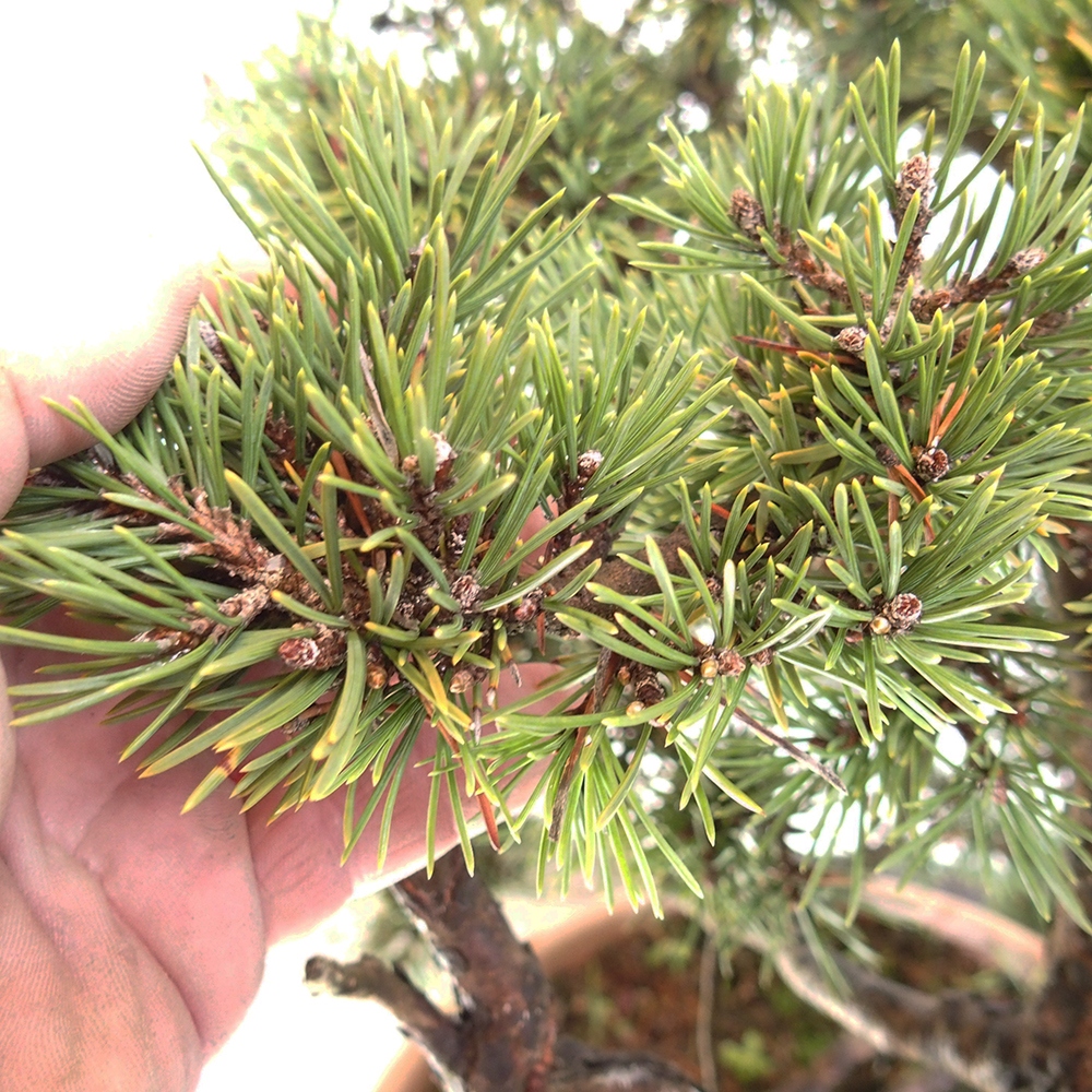 Yamadori - Pinus sylvestris Hiszpania